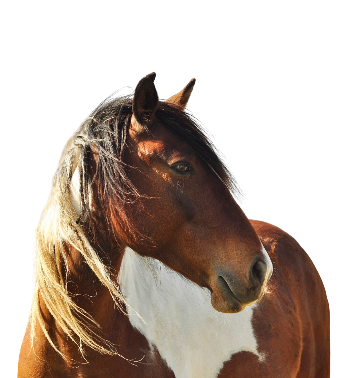 Cavalo